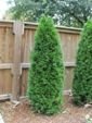 Emerald Arborvitae